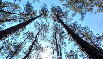 Forêts Bois Aquitaine - France