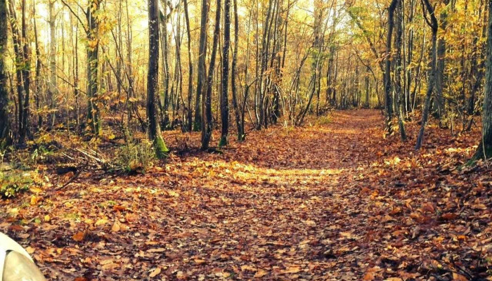 Bois de l Essonne - France