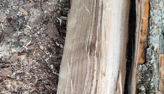 Gedibois Bois Du Poitou -    Chaigneau Negociant En Bois - Soudan