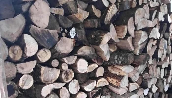 Les Bois Du Poitou -  Opinions - La Ferrière-en-parthenay